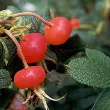 Rosehip Cold Pressed Carrier Oil (Unrefined)